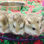 hamster-roborowski-cuanto-viven