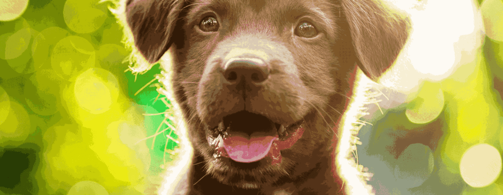 labrador cuanto crecen