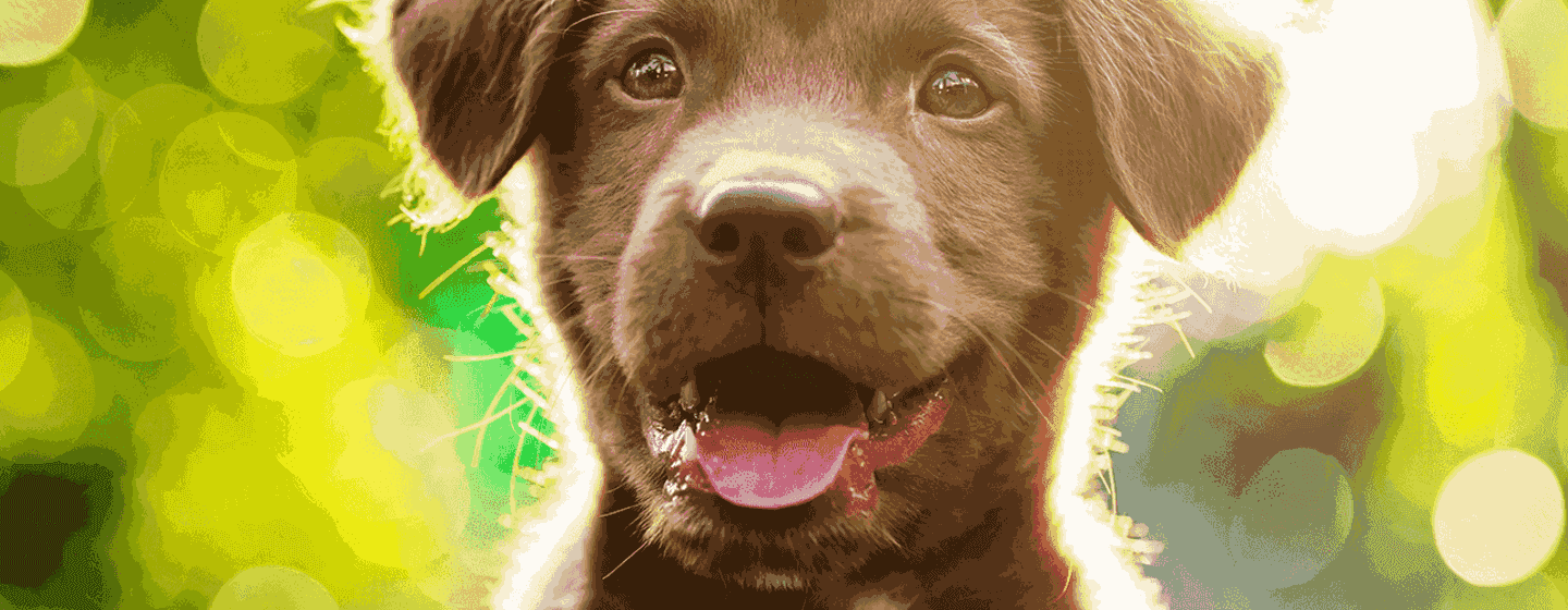 Blog 4 labrador cuanto crecen