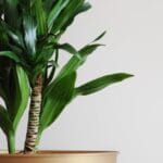 palo-de-brasil-cuanto-crece