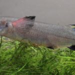 pez-guppy-embarazada-cuanto-dura