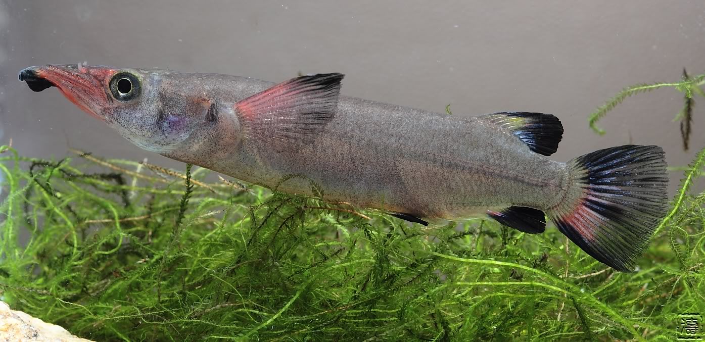 pez guppy embarazada cuanto dura