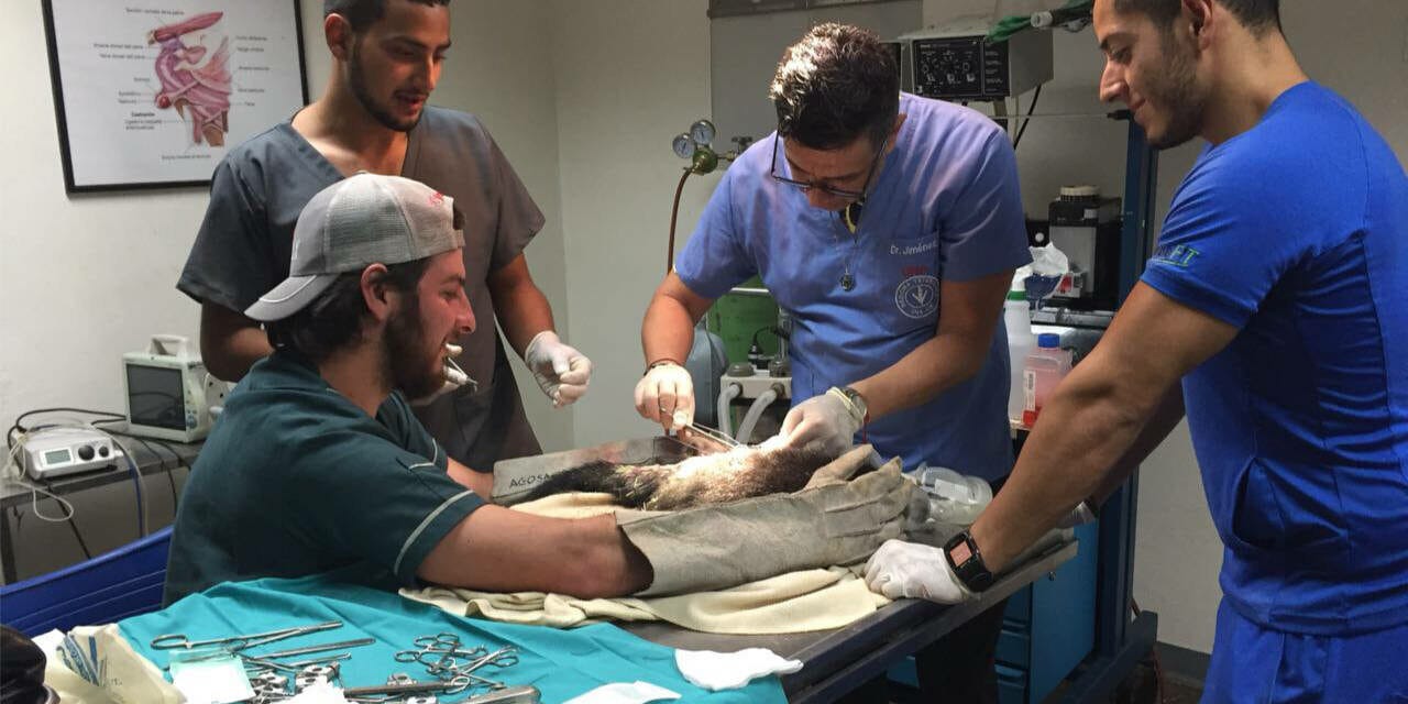 Blog 12 veterinaria cuanto dura la carrera