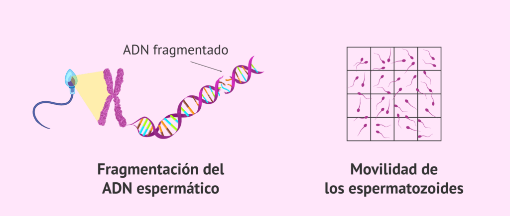 vitamen cuanto dura el efecto
